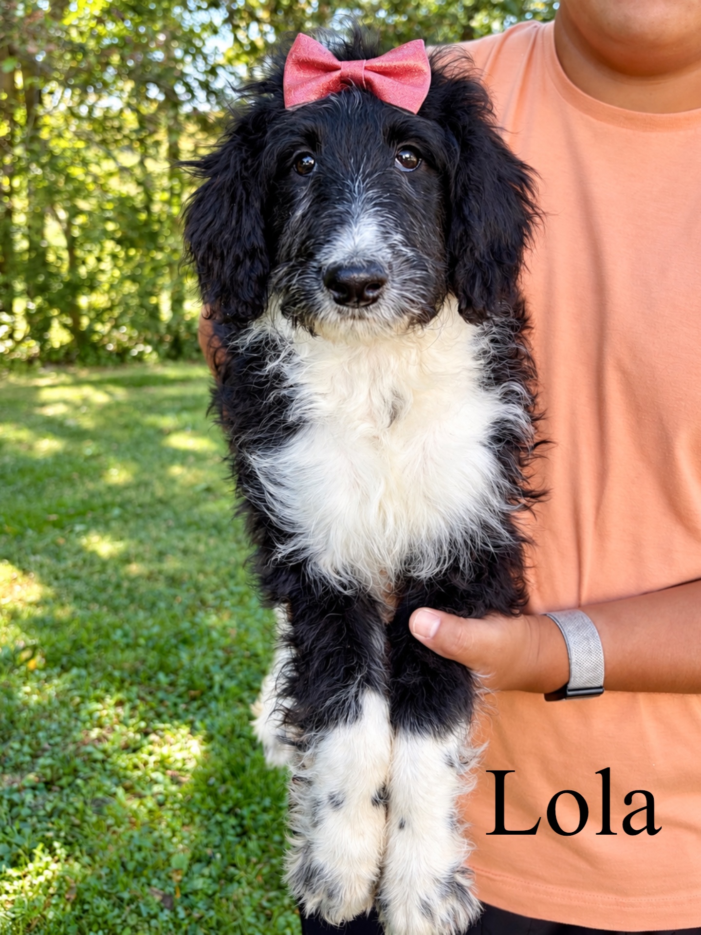 Lola  1